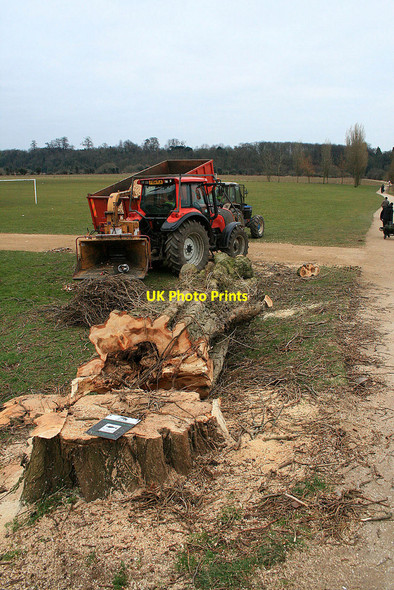 Photo 6"x4" Tree fellers Beeston\/SK5236 c2010