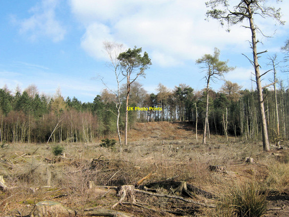 Photo 6"x4" Clear-fell in Delamere Forest Hatchmere c2010
