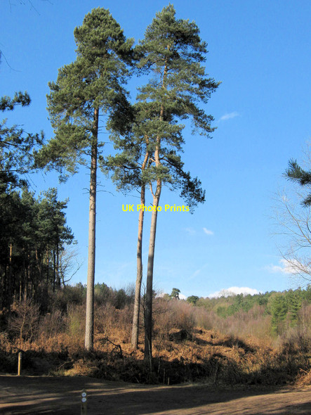 Photo 6"x4" A trio of Scots Pine Hatchmere c2010