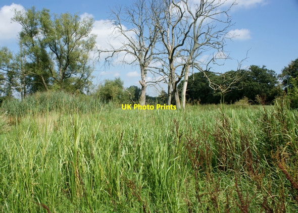 Photo 6"x4" Swamp on the floodplain of the River Loddon Carter's Hill\/SU7669 c2009