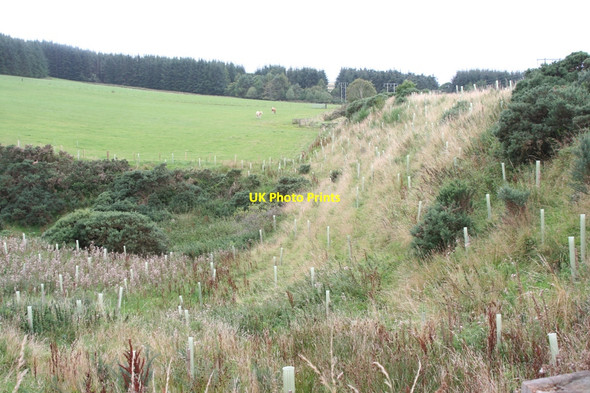 Photo 6"x4" New tree planting on the old railway Embankment at Allaloth Clochan c2008