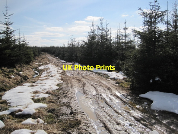Photo 6"x4" Bridleway towards Black Belling Hawkhope\/NY7188 c2010