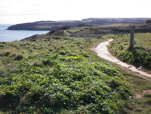 Photo 6"x4" South West Coast path, near Durl Head Brixham c2010