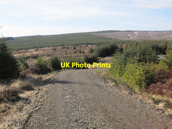 Photo 6"x4" Forestry Road near Black Cleugh Wainhope\/NY6792 c2010