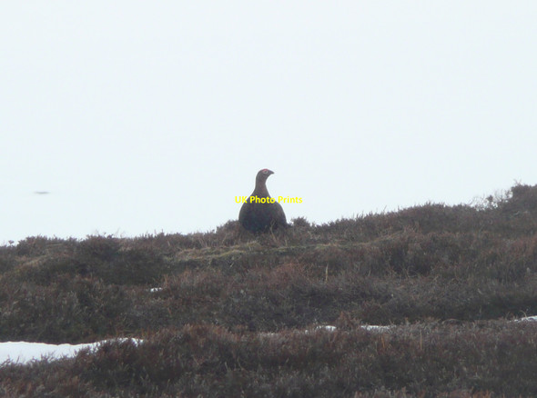 Photo 6"x4" Wary red grouse Loch Vrotachan c2010
