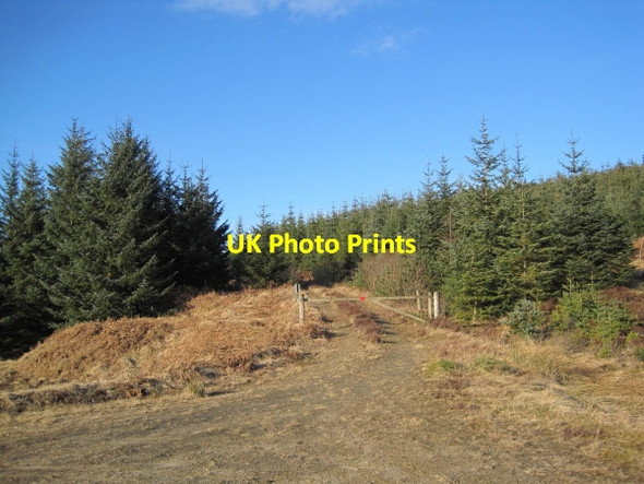Photo 6"x4" Forest Track and Road Junction near Plashetts Plashetts\/NY6790 c2010