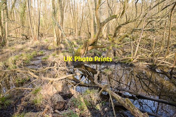 Photo 6"x4" Wet woodland west of West Horton Farm Eastleigh\/SU4519 c2010