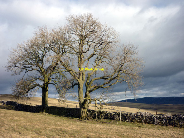 Photo 6"x4" Trees above Raikes Farm, Burnsall Burnsall c2010