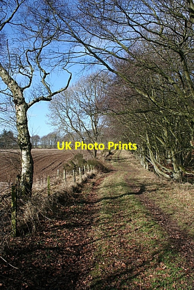 Photo 6"x4" Beech Avenue Clola c2010