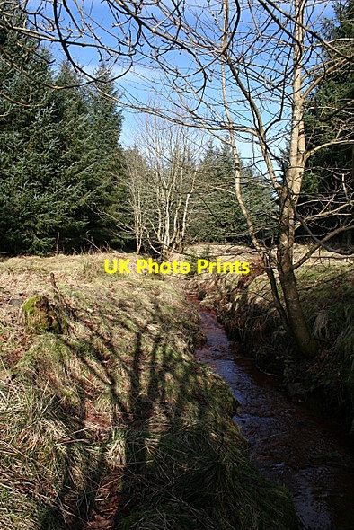 Photo 6"x4" Forest Burn Nether Kinmundy c2010