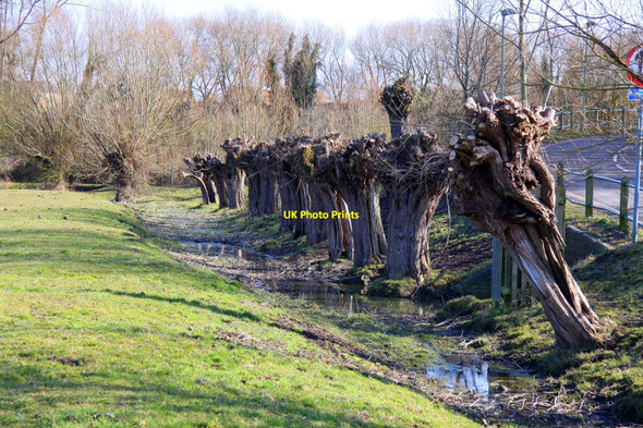 Photo 6"x4" Pollarded willows by Walton Well Road Oxford\/SP5106 c2010