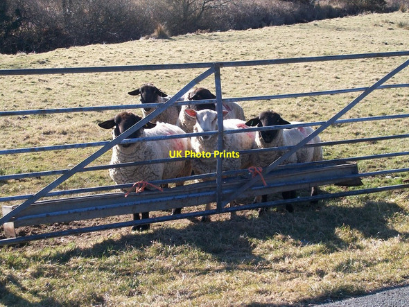 Photo 6"x4" Ewes at the gate Bryncir c2010