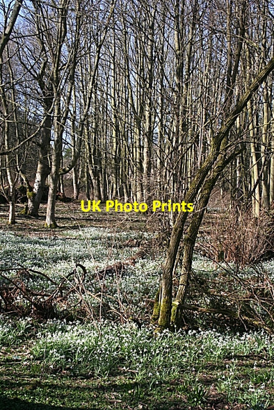 Photo 6"x4" Snowdrop Festival Banff\/NJ6864 c2010