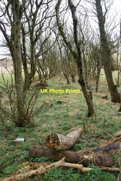 Photo 6"x4" Plantation, Kergord Weisdale c2010