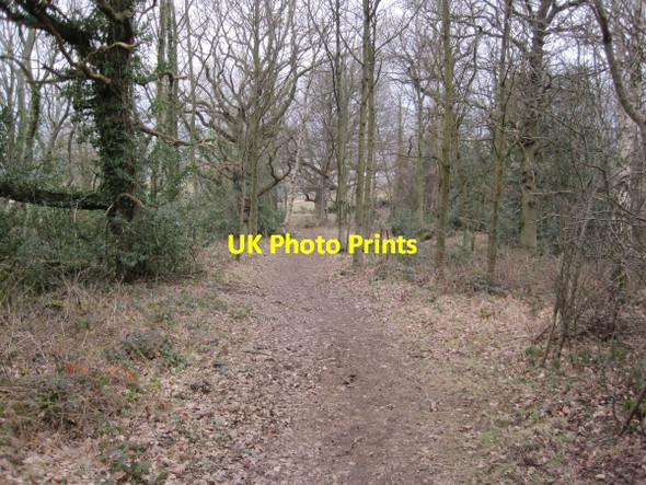 Photo 6"x4" Footpath through Snokoehill Plantation near High Town Farm Dilston c2010