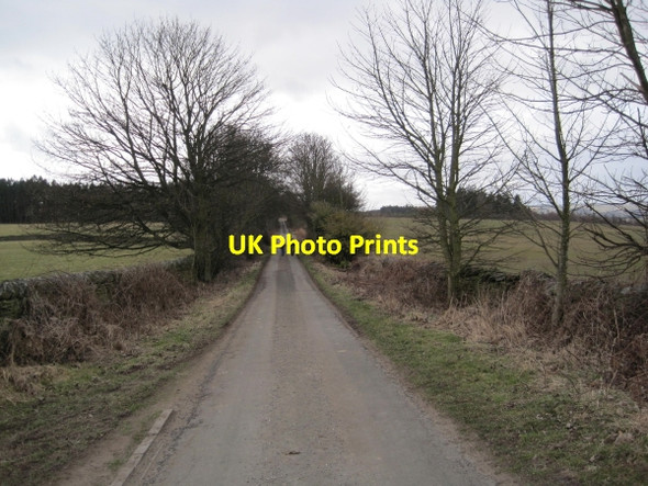 Photo 6"x4" Road to Seventy Acre Wood Dilston c2010