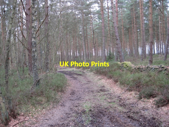 Photo 6"x4" Footpath through Seventy Acre Wood Dilston c2010