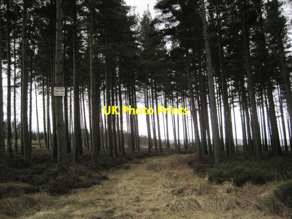 Photo 6"x4" Private Track in Dipton Wood Lee\/NY9459 c2010