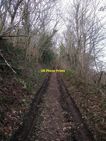 Photo 6"x4" Forest track leading onto the cliffs south of Cwmtydu Blaencelyn c2010