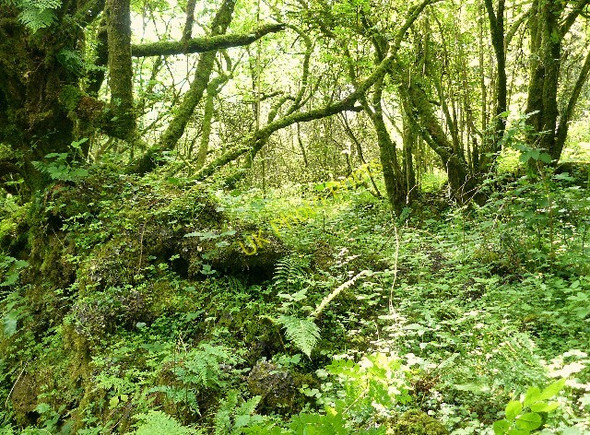 Photo 6"x4" Ruins of ancient house Red Roses c2009