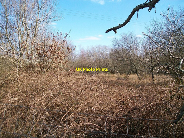 Photo 6"x4" Bogland east of the Rhoslan-Llanystumdwy unclassified road Rhoslan c2008