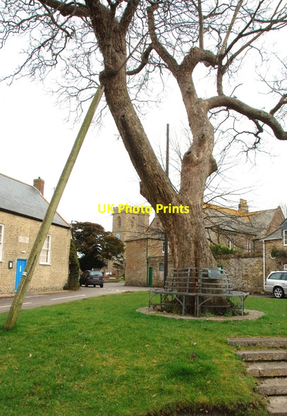 Photo 6"x4" Burton Bradstock: Memorial Tree Burton Bradstock c2010