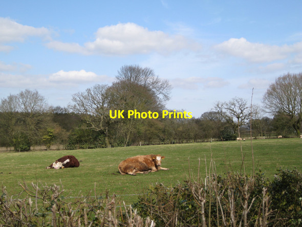 Photo 6"x4" Cattle, Ley End Farm, Beausale Beausale c2010