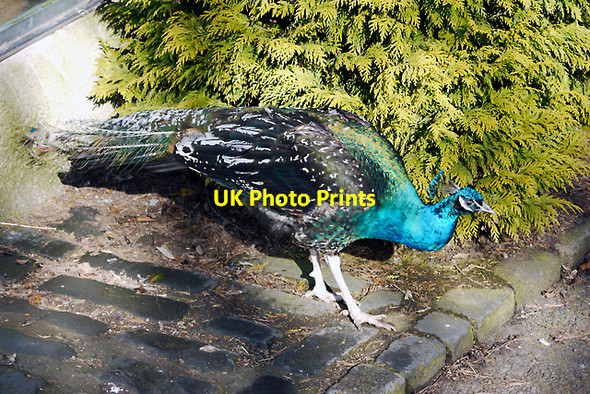 Photo 6"x4" Peacock, Belfast Zoo Newtownabbey c2010