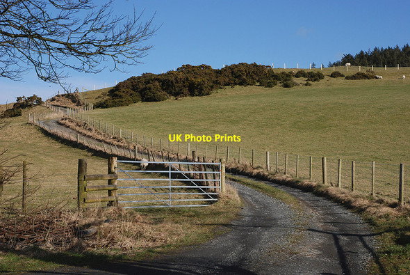 Photo 6"x4" Track to Pwlldrainllwyn farm Trefenter c2010