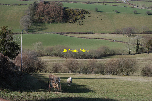 Photo 6"x4" Fields south of the Afon Wyre Lledrod\/SN6470 c2010