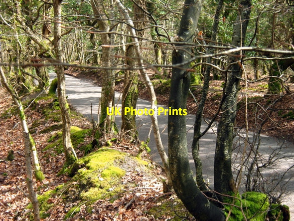 Photo 6"x4" Bincombe to Crowcombe road Friarn c2010