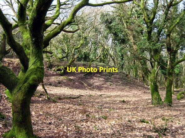 Photo 6"x4" Woods on the Bincombe to Crowcombe road Friarn c2010