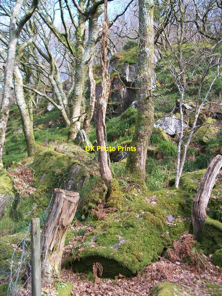 Photo 6"x4" Wooded slope above the ruined Bedw Argoed mill Dinorwic c2010