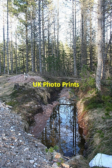 Photo 6"x4" Forest Drain Auchinderran\/NJ4055 c2010