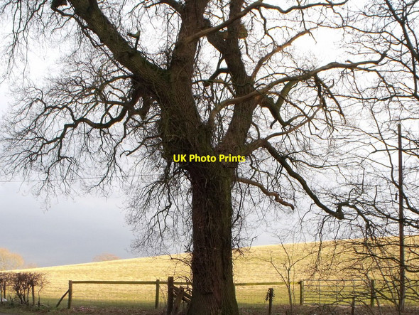 Photo 6"x4" Oak tree off A 283 at Wiston, West Sussex Hole Street c2010