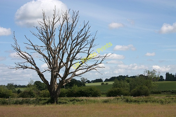 Photo 6"x4" Dead tree on the flood plain Upton upon Severn c2009