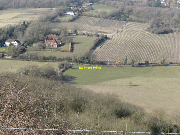 Photo 6"x4" Zoom view of vineyard near Westmeston Westmeston c2010