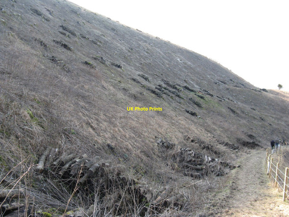 Photo 6"x4" Wood management on the side of De Lilt Hill Westmeston c2010