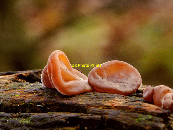 Photo 6"x4" Ear Fungi  [Hirneloa Auricula Judae] Rainhill Stoops c2008