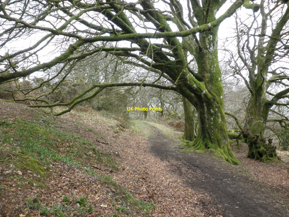 Photo 6"x4" Bridleway, below North Hill Broadhembury c2010