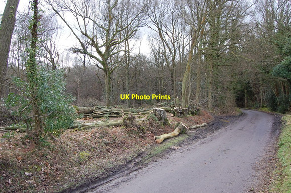 Photo 6"x4" Tree works Beckley Woods Beckley\/TQ8523 c2010