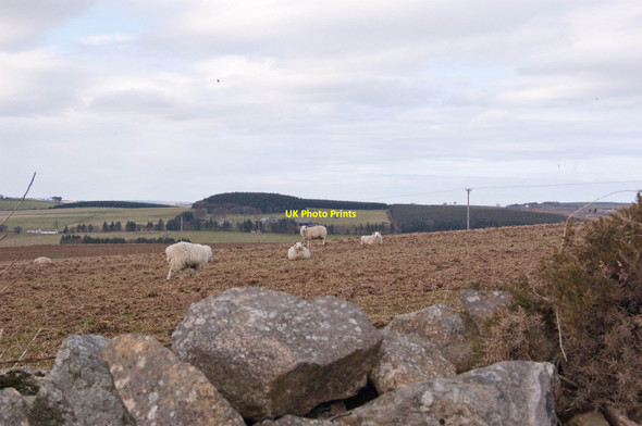 Photo 6"x4" Sheep Country Old Deer c2010