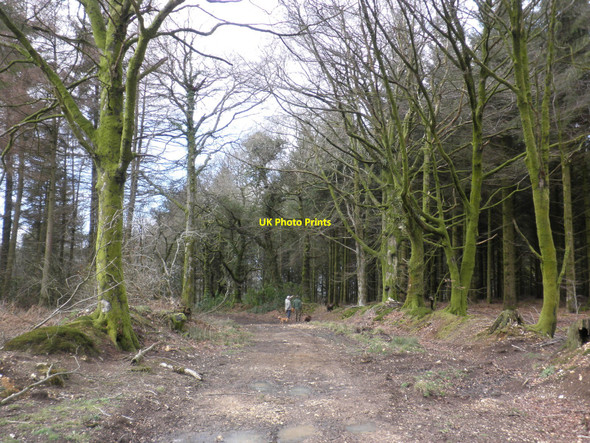 Photo 6"x4" Bridleway, through Downlands Plantation Saint Hill c2010