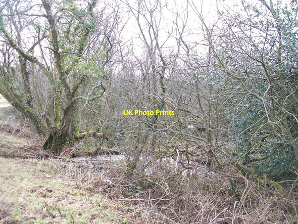 Photo 6"x4" The Glasfryn Swamp Llanaelhaearn c2010