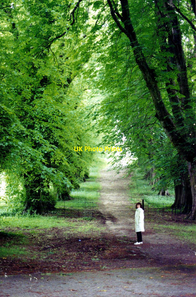 Photo 6"x4" Beech avenue, Muckross Abbey Muckross c1993