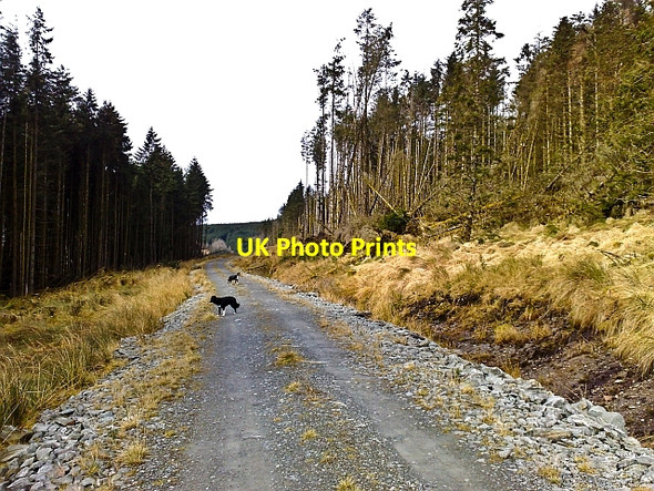 Photo 6"x4" Forestry Track near Narachan Grogport c2010