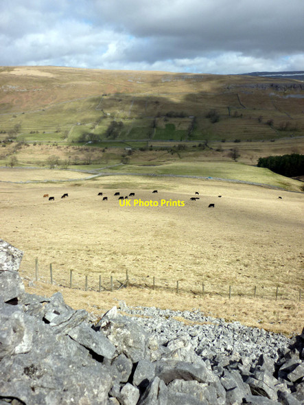Photo 6"x4" Cattle grazing beside Sleets Gill, Littondale Hawkswick c2010