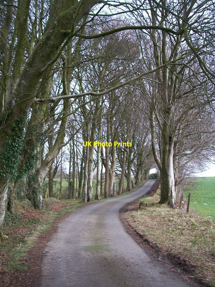 Photo 6"x4" A gentle curve on the Glasfryn driveway Pencaenewydd\/SH4040 c2010
