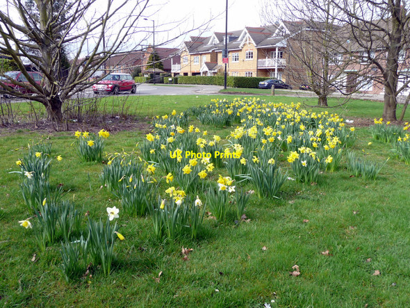 Photo 6"x4" Daffodils, Bramley Road, London N14 Southgate\/TQ3094 c2010