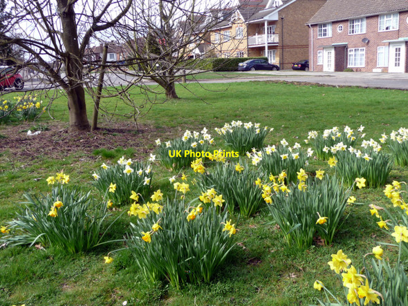 Photo 6"x4" Daffodils, Bramley Road, London N14 Southgate\/TQ3094 c2010